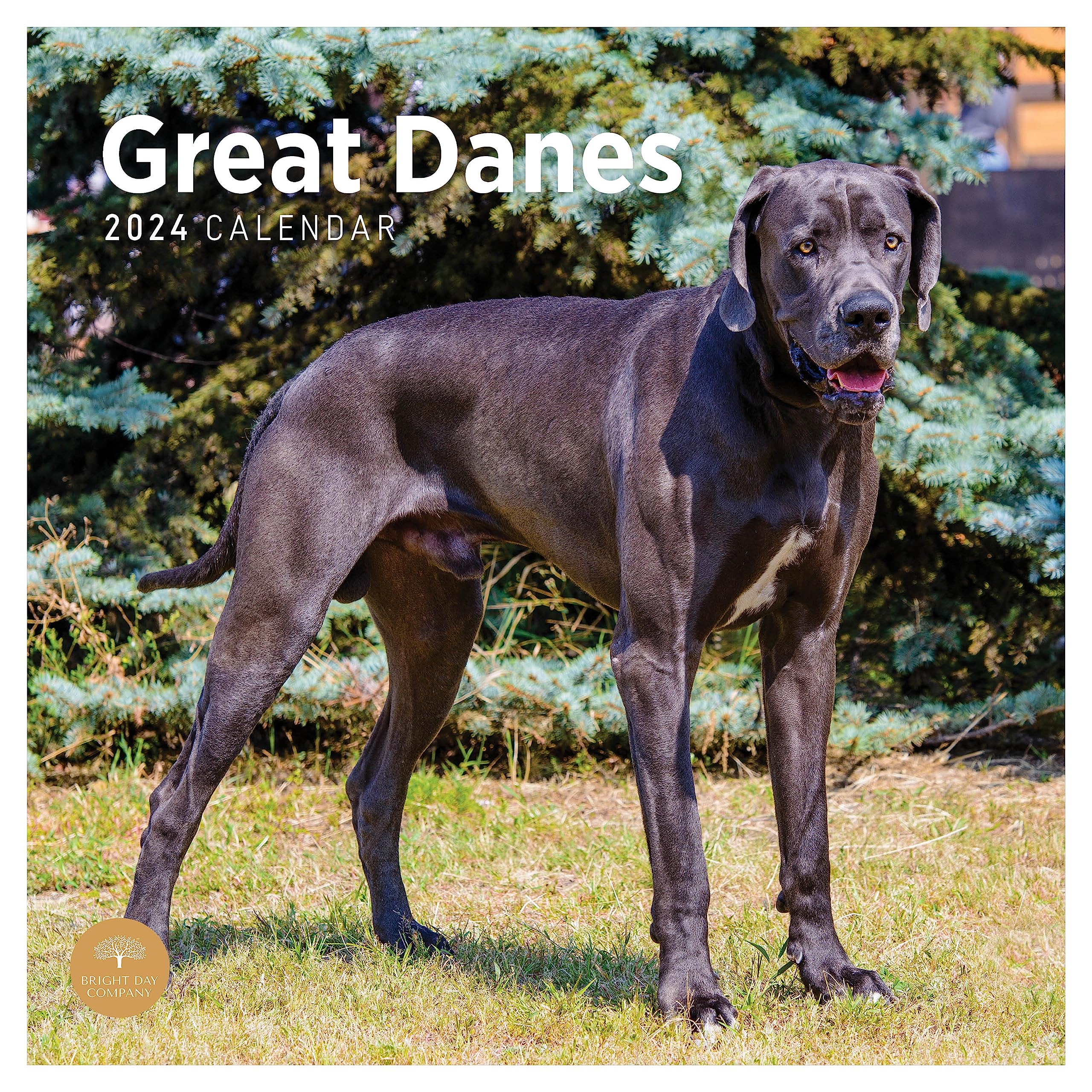 2024 Great Danes Monthly Wall Calendar by Bright Day, 12 x 12 Inch Cute Dog Breed Gift