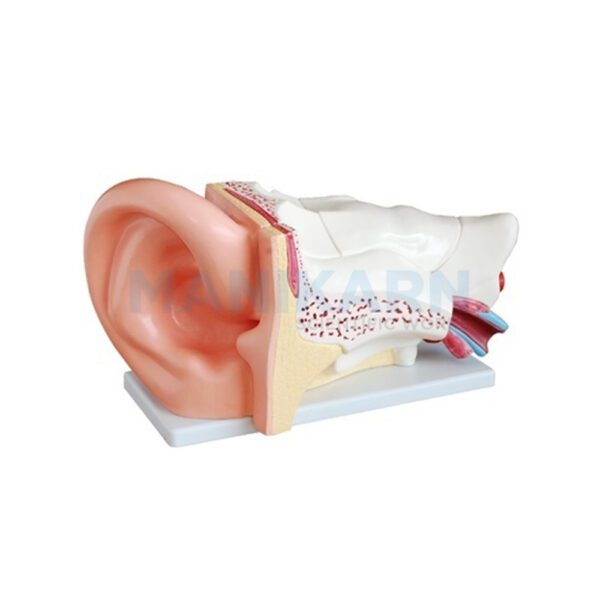 HUMAN EAR MODEL