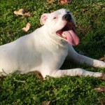 Ivory - Pit Bull