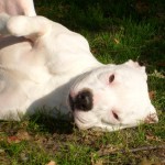 Ivory - Pit Bull