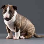 Snidley - Bull Terrier