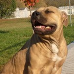 Sugar - Pit Bull