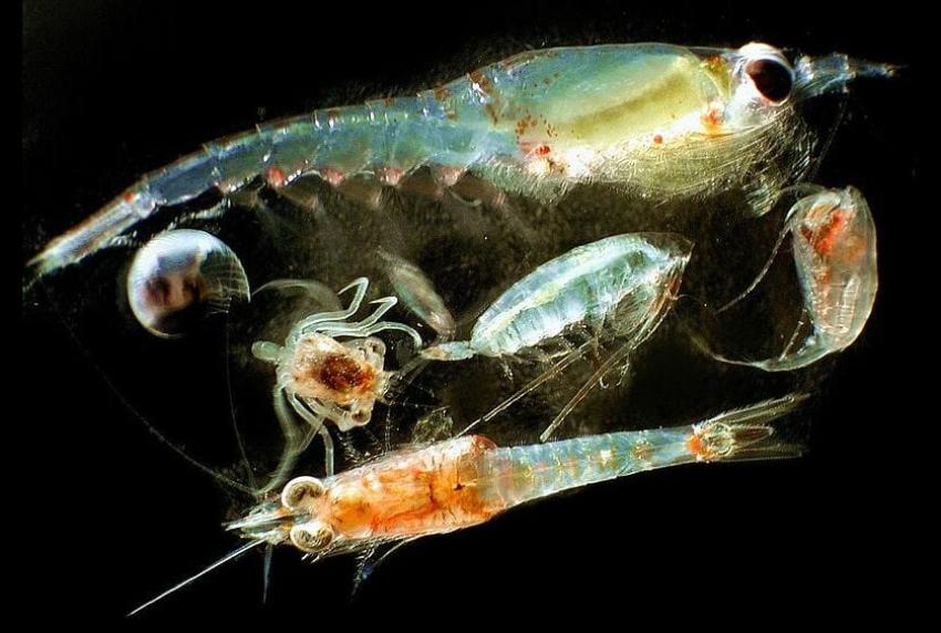 Crab larvae and juvenile crabs are examples of zooplankton.