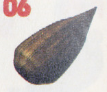 Seed