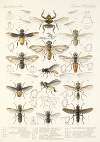 Insecta Diptera Pl 21