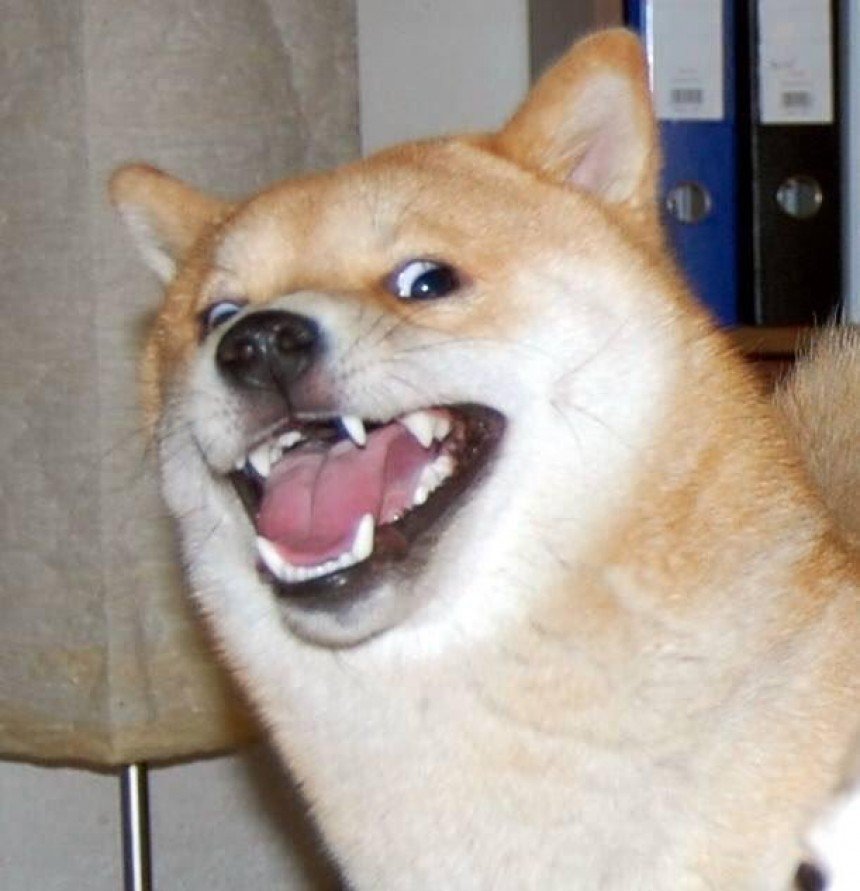 Doge Meme Template Collection