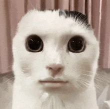 a white cat with a black spot on its head is making a funny face and looking at the camera .