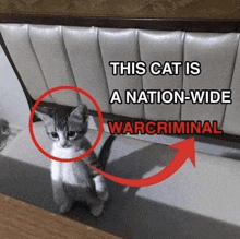 a picture of a kitten with a caption that says this cat is a nation-wide warcriminal