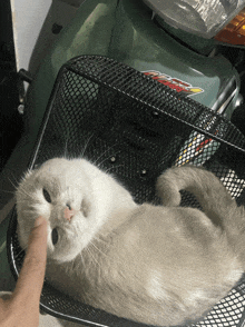 a cat laying in a basket next to a honda