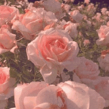 a bunch of pink roses are growing in a garden