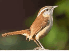 a small brown and white bird perched on top of a white fence post .