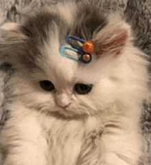 a white and gray kitten with a hair clip in its hair .