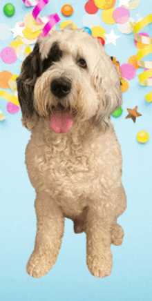 a dog sitting in front of a blue background with confetti and stars