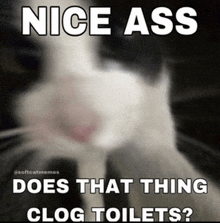 a picture of a cat with a caption that says nice ass does that thing clog toilets