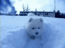 a small white dog is running through the snow in front of a house .