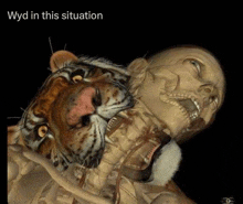 a tiger is biting a skeleton of a person 's neck .