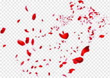 red and pink rose petals falling on a white background