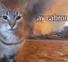 a cat is standing in front of a burning building with the words `` av cabron '' written on it .