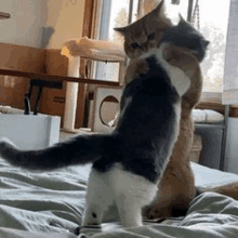 two cats are standing on top of a bed .