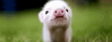 a small pig is standing in the grass looking at the camera .