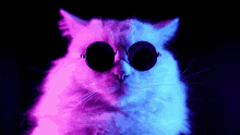 a cat wearing sunglasses with a pink and blue glow