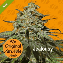 a picture of a marijuana plant with the words jealousy on the bottom