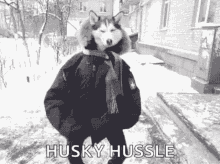 a husky dog is wearing a jacket and scarf and standing in the snow .