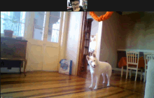 a white dog is standing in a room with a person on a video call with the name victoria visible