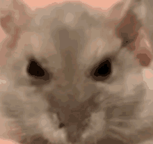 a close up of a hamster looking at the camera with a pink background .