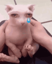 a person is holding a hairless cat with a blue tear coming out of its eye .