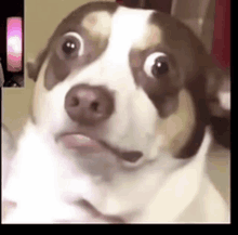 a close up of a brown and white dog with a surprised look on its face