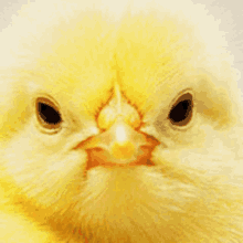 a close up of a yellow chicken 's face with its beak open