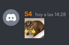 a screenshot of a discord server with a picture of a cat with thumbs up hands .