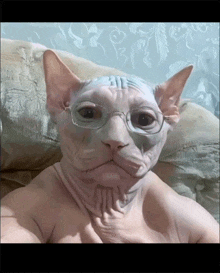 a hairless cat wearing glasses looks like a man