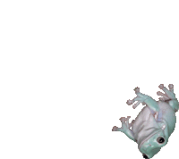 a white frog with a black eye is hanging upside down