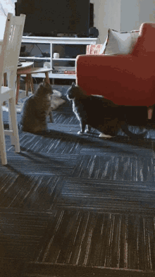 two cats are standing on a carpeted floor in a living room