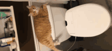 a cat is laying on top of a toilet