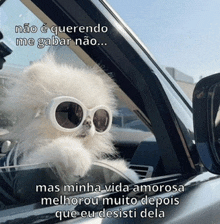 a white dog wearing sunglasses is sitting in a car