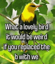 a yellow and black bird sitting on a tree branch with a caption that says what a lovely bird