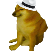 a dog wearing a white hat with a black ribbon