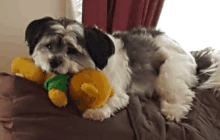 a small dog laying on a couch with a stuffed animal