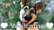 a picture of a german shepherd puppy with the words wellcome in white letters