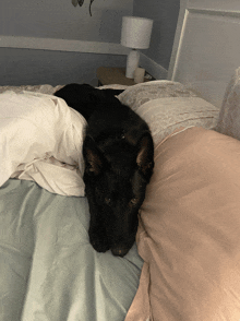 a black dog laying on a bed with a white blanket