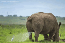 a white bird is standing next to a rhino in a grassy field .