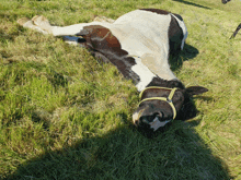 a brown and white horse with a yellow bridle is laying down in the grass