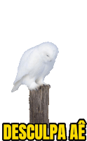 a snowy owl is perched on a wooden post with the words desculpa ae written below it