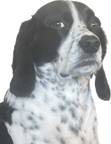 a close up of a black and white dog 's face