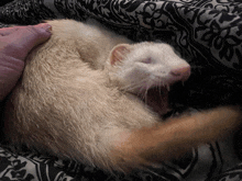 a ferret is yawning while laying on a bed