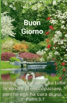 a picture of two swans in a pond with the words buon giorno written on it