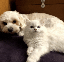 a dog and a kitten are laying next to each other on a blanket